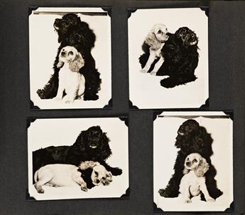 (FURRY FRIENDS) A lovingly-assembled album with approximately 160 fine portraits of a familys cat and dogs.